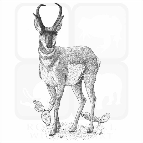 American Pronghorn
