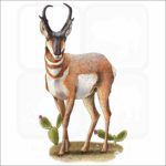 American Pronghorn illustration