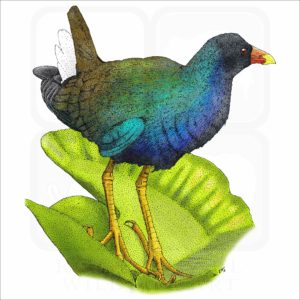 American Purple Gallinule illustration