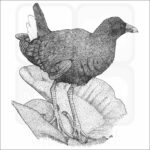 American Purple Gallinule