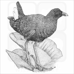 American Purple Gallinule