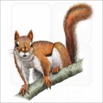 American Red Squirrel illustration