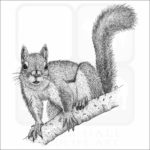 American Red Squirrel