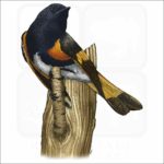 American Redstart illustration
