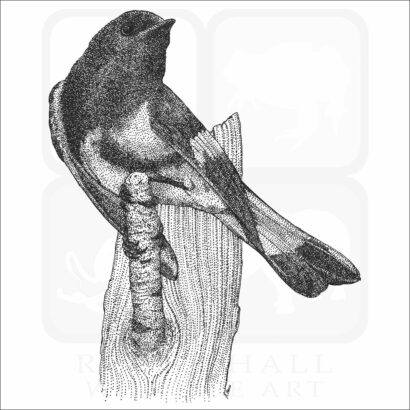 American Redstart