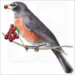 American Robin illustration