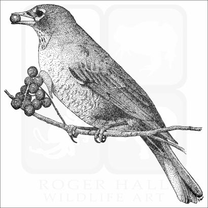 American Robin