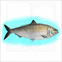 American Shad illustration