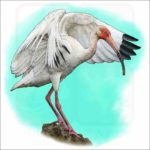 American White Ibis illustration