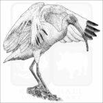 American White Ibis