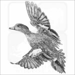 American Wigeon