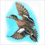 American Wigeon illustration