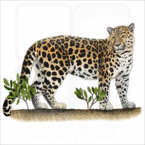 Amur Leopard illustration