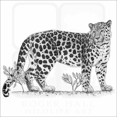 Amur Leopard