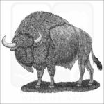 Ancient Bison