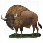 Ancient Bison illustration