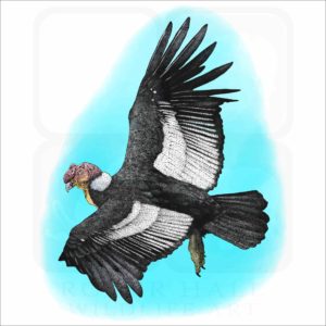 Andean Condor illustration