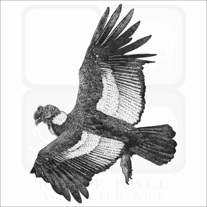 Andean Condor