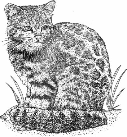 Andean Mountain Cat
