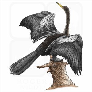 Anhinga illustration
