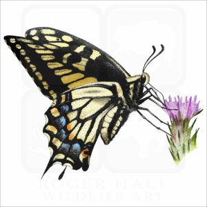 Anise Swallowtail Butterfly illustration
