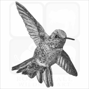 Anna's Hummingbird