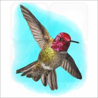 Anna's Hummingbird illustration