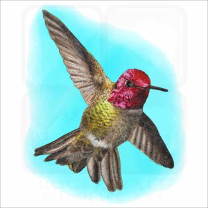 Anna's Hummingbird illustration