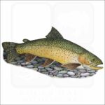 Apache Trout illustration