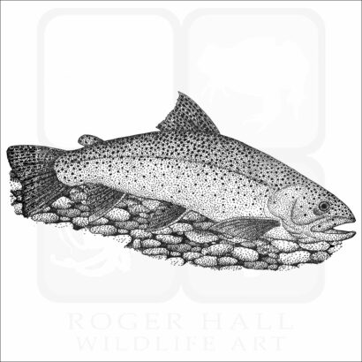 Apache Trout