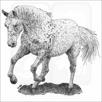 Appaloosa Horse