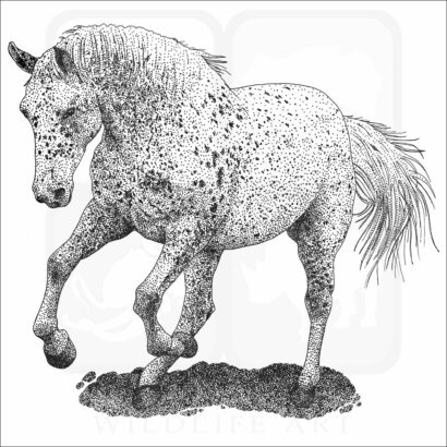 Appaloosa Horse