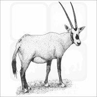 Arabian Oryx