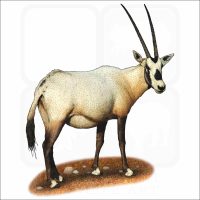 Arabian Oryx illustration
