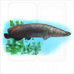 Arapaima illustration