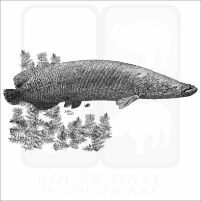 Arapaima