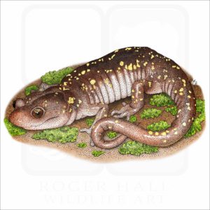 Arboreal Salamander illustration