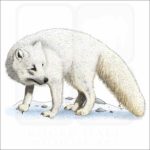 Arctic Fox illustration