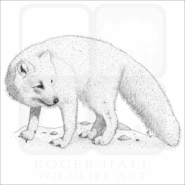 Arctic Fox