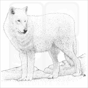 Arctic Wolf