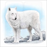 Arctic Wolf illustration
