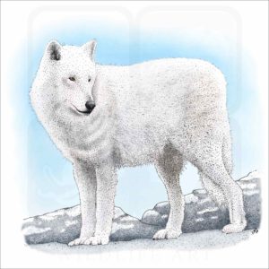 Arctic Wolf illustration