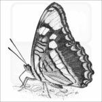 Arizona Sister Butterfly