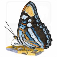 Arizona Sister Butterfly illustration