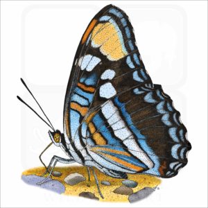 Arizona Sister Butterfly illustration