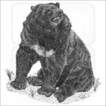 Asian Black Bear