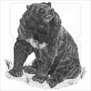 Asian Black Bear