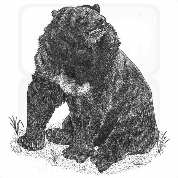 Asian Black Bear