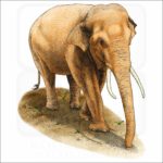 Asian of Indian Elephant illustration