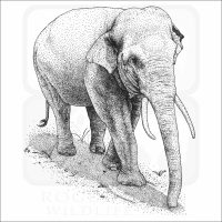 Asian of Indian Elephant